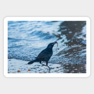 Grackle with a Fish Sticker